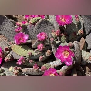 9 Opuntia basilaris cactus pads